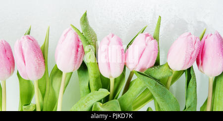 Border consisting of fresh pink tulips flowers covered with dew drops close-up on white background Stock Photo