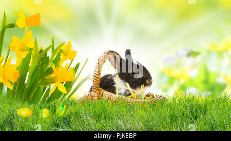 Easter bunny on Easter meadow, easter eggs and daffodils Stock Photo
