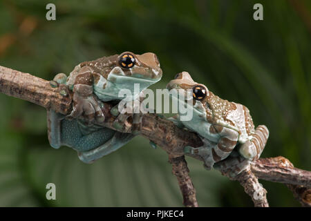 Mission Golden-eyed Tree Frog (Trachycephalus resinifictrix) Stock Photo