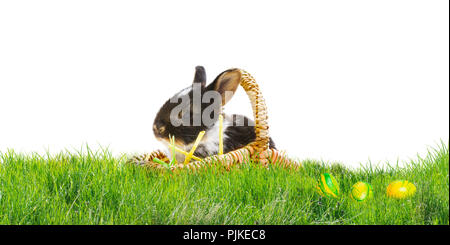 Easter bunny in basket on the meadow, easter eggs Stock Photo