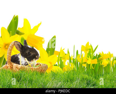 Easter bunny on Easter meadow with daffodils, isolated Stock Photo