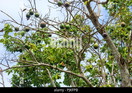 Black Sapote Fruit Or Chocolate Pudding Fruit Tree Stock Photo Alamy