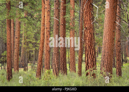 Ponderosa Pine trees in the Metolius River Natural Area, Deschutes National Forest, central Oregon. Stock Photo