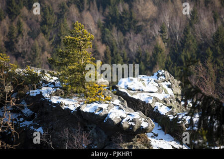 Germany, Saxony, Upper Lusatia, Zittau Mountains, Pine Stock Photo