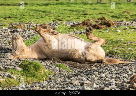 Iceland, brown Icelandic horse rolling on the ground Stock Photo