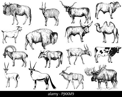Big set of hand drawn sketch style ungulates isolated on white background. Vector illustration. Stock Vector