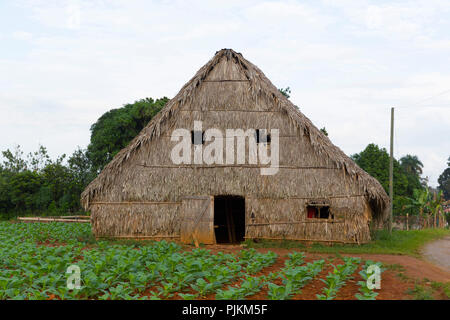 Shed for drying tobacco leaves, tobacco farm, Vinales Valley, Province of Pinar del Rio, Cuba, Republic of Cuba, Greater Antilles, Caribbean Sea Stock Photo
