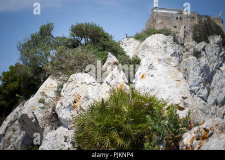 Barbary macaque hiding behind a rock, a macaque (Macaca) living on the peninsula of Gibraltar on the Rock Stock Photo