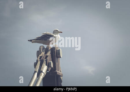 A seagull sitting on the pillar of the suspension bridge in Gibraltar, Stock Photo