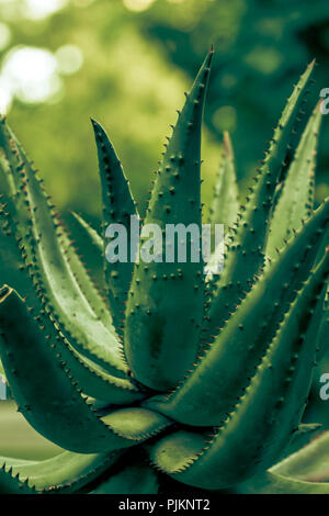 Aloe Vera - cacti and succulents - frugal plants in the conservatory Stock Photo