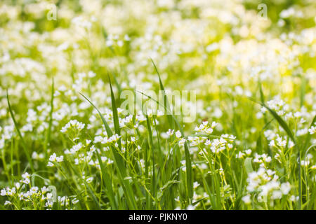 Many small white flowers in a summer meadow Stock Photo