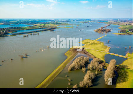 Cowshed with cows in flood, Rhine flood, Wesel, Lower Rhine, North Rhine-Westphalia, Germany Stock Photo