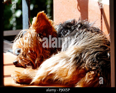 a yorkshire terrier resting under the sun Stock Photo