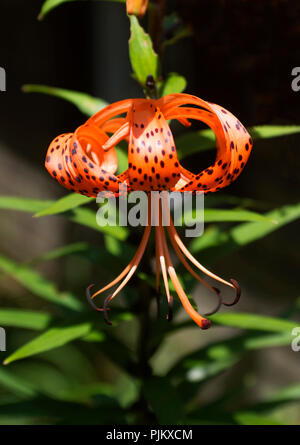 A Tiger Lily (Lillium superbum) in full bloom on Cape Cod, Massachusetts, USA Stock Photo
