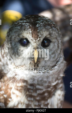 A close up of a Barred Owl (Strix varia)on Cape Cod, Massachusetts, USA Stock Photo