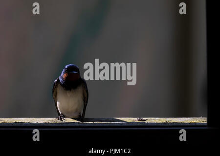Barn Swallow, Hirundo rustica, sits on window sill Stock Photo