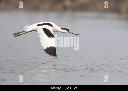 Pied avocet, Recurvirostra avosetta, in flight Stock Photo