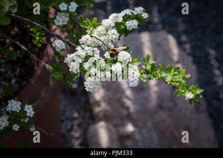 Flowering Spiraea, close-up Stock Photo