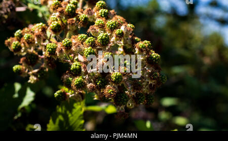 Unripe green blackberries ripening in a bunch on the vine Stock Photo