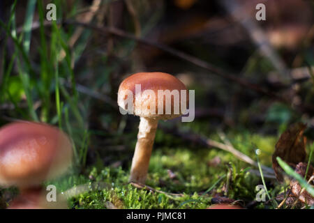 Mushroom growing on moss on the forest floor. Stock Photo