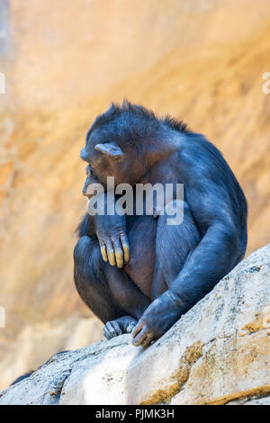 Common Chimpanzee - Pan troglodytes Captive Specimen Stock Photo