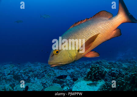 A curious red snapper or red bass approaches divers on the reef at Millennium Atoll, also known as Caroline Island in Kiribati, South Pacific Stock Photo