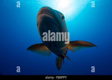 A curious red snapper or red bass approaches divers on the reef at Millennium Atoll, also known as Caroline Island in Kiribati, South Pacific Stock Photo