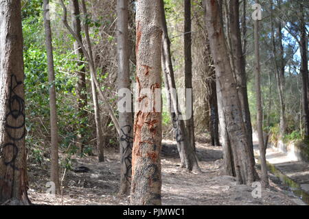 Forrest and trees in Dee Why Stock Photo