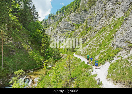 Hiking trail along a clear mountain stream through the spectacular rocky gorge of Ötschergräben in Austria. Stock Photo