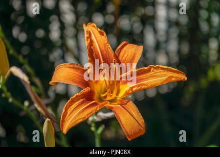 close up view of interesting tropical flower wit orange bud Stock Photo