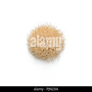 Close-up of the inside of a silver thistle against a white background Stock Photo