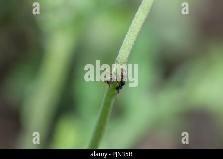 Ants and aphids on a flower stem in the garden Stock Photo