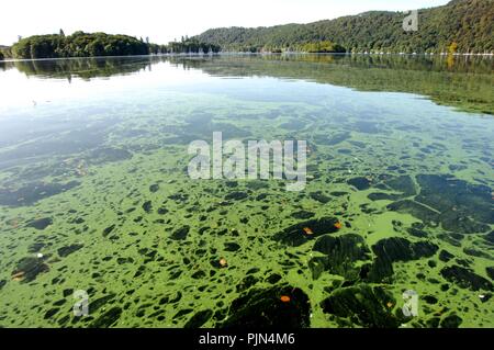 Blue/green algae on Lake Windermere Stock Photo