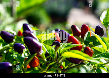Plant Capsicum annuum - Chilli Pepper 'Prairie Fire' Stock Photo