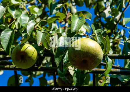 Pears growing on the tree Stock Photo