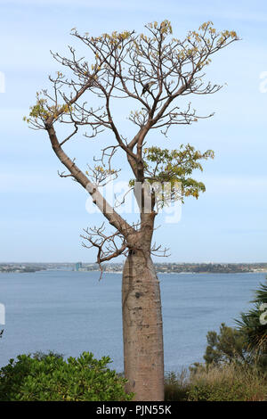 Boab tree or Andansonia gregorii in Kings Park and Botanic Garden Perth, WA, Australia with a view over the Swan river. It is medicinal and edible. Stock Photo