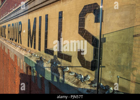 Newcastle, England - July 29, 2018: Seagulls and their chicks nested on the wall of the Baltic Centre of Contemporary Art in Newcastle, UK Stock Photo