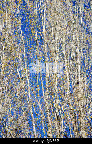 Branches of aspens at autumn as background Stock Photo