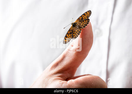 Beautiful butterfly on a businessman finger holding out his hand towards the camera, low angle view against a white shirt. Stock Photo