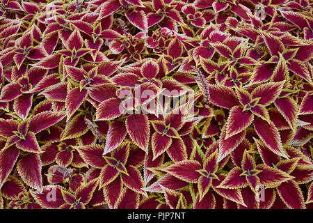 Coleus blumei colorfull plant Stock Photo