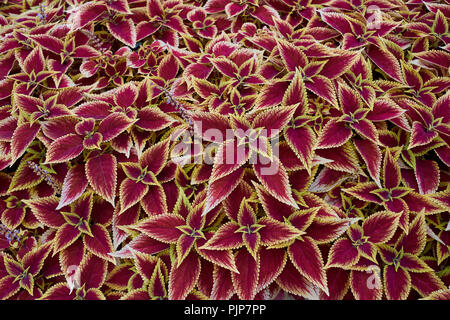 Coleus blumei colorfull plant Stock Photo