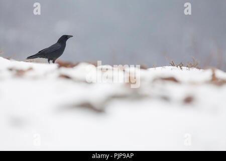 Carrion Crow (Corvus corone) perched on ground in a snow shower. Pyrenees. Lleida province. Catalonia. Spain. Stock Photo