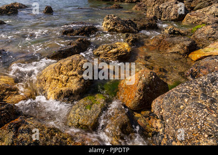 Molluscs on rocks on the seashore at Ynys-y-Fydlyn, Anglesey, North Wales Stock Photo
