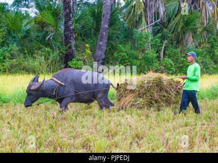 Filipino farmer working at a rice field in Marinduque island The Philippines Stock Photo