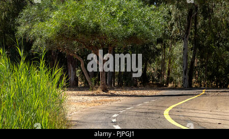 winding road in yarkon park, tel aviv, israel Stock Photo