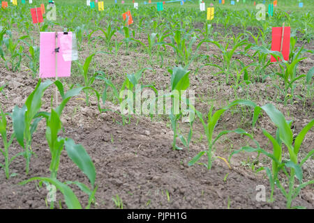 organic young green corn sprout seedling growing in cultivated farm field Stock Photo