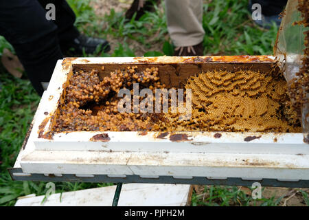 stingless honey bees beehive. trigona meliponini colonies mass rearing Stock Photo