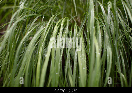 Green wet grass Stock Photo