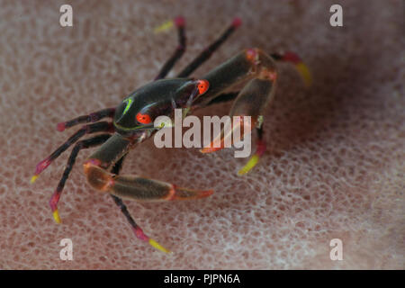 Black Coral Crab (Quadrella maculosa). Picture was taken in Lembeh strait, Indonesia Stock Photo