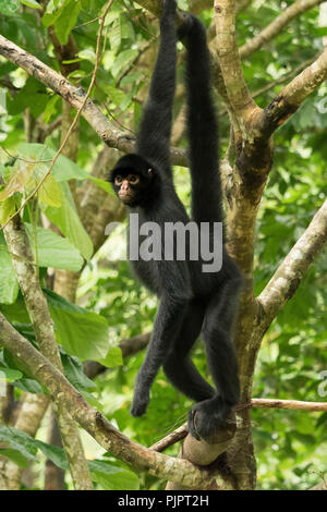 The Peruvian spider monkey (Ateles chamek) also known as the black-faced black spider monkey Stock Photo